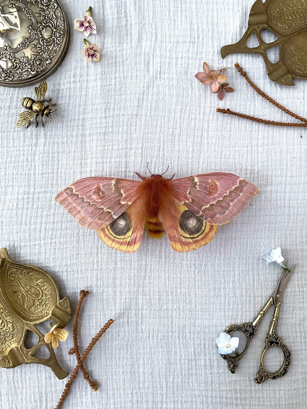 Female Io Moth (Reddish Brown)
