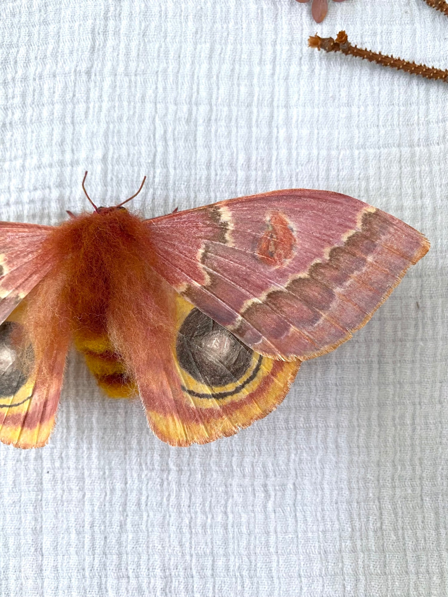 Female Io Moth (Reddish Brown)