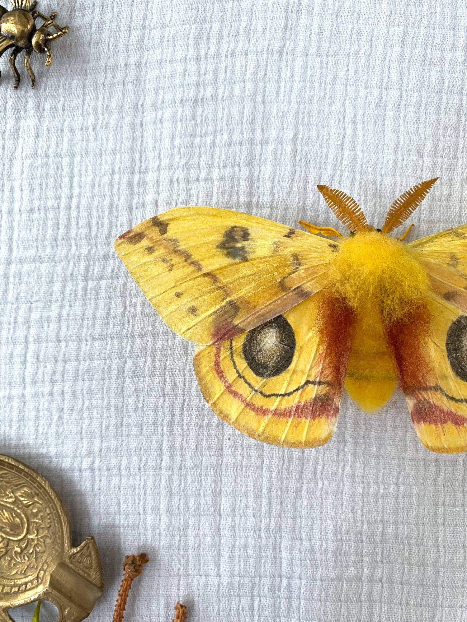 Male Io Moth (Yellow)