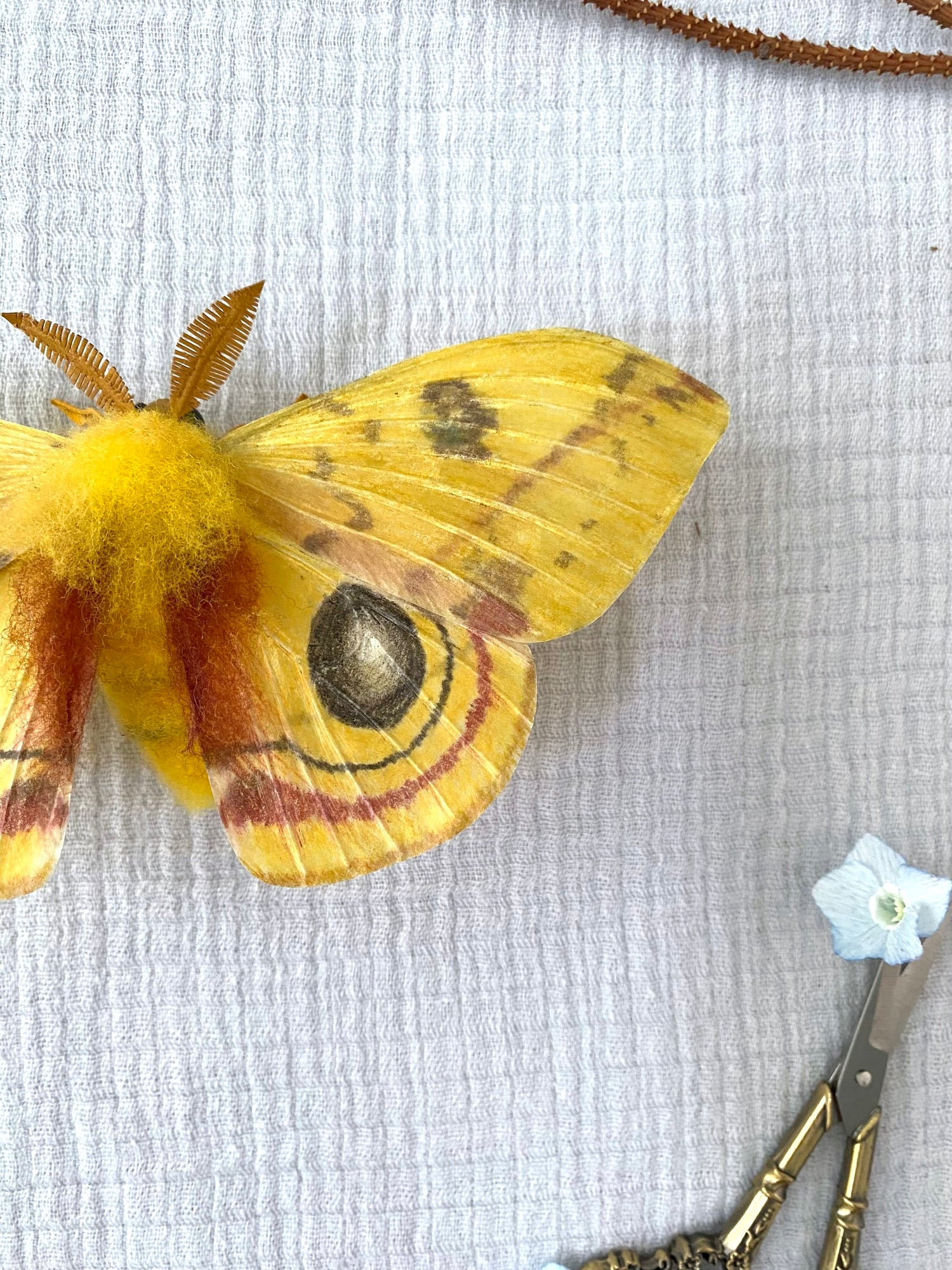 Male Io Moth (Yellow)